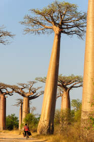 baobab trees