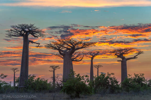 baobab trees at sunrise