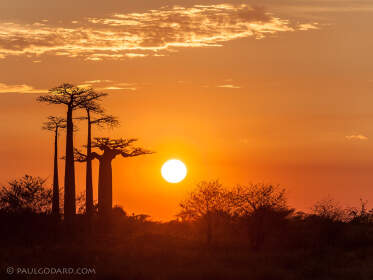 baobab trees at sunrise