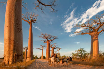 zebu cart amongst baobab trees at sunrise