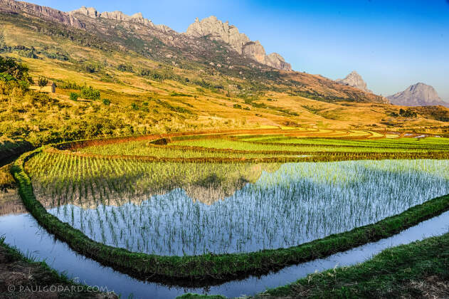 Paddy field, paddy fields & mountains at sunrise | along road near Anfanifotsy, Fianarantsoa, Haute Matsiatra, MG - Nov 2010 © paulgodard.com Paddy field