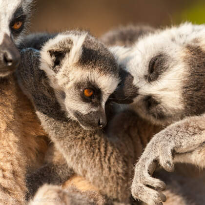 Caresse, Lemur catta | ringtailed lemurs | Anja P, Fianarantsoa, Haute Matsiatra, MG - Nov 2010 © paulgodard.com Caresse