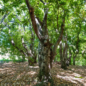 Mango Forest, Mangifera Indica | Anacardiaceae | mango trees | near Isalo NP, Toliara, MG - Nov 2010 © paulgodard.com Mango Forest