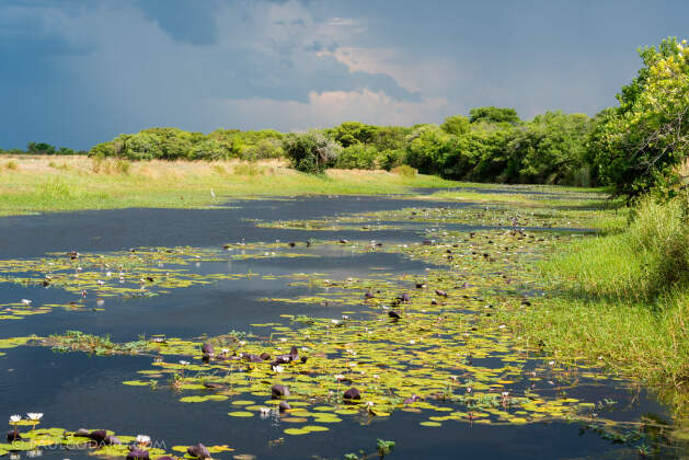 landscape | king's pool under rain clouds | Liuwa Plain NP, Northwest, ZM - Nov 2012 © paulgodard.com landscape | king's pool under rain clouds