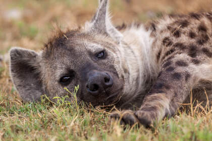 spooted hyena