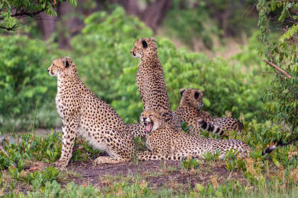 cheetahs in woodland | cheetahs in woodland | Liuwa Plain NP, Northwest, ZM - Nov 2012 © paulgodard.com cheetahs in woodland