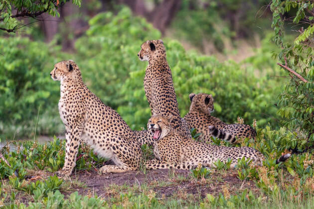 cheetahs in woodland | cheetahs in woodland | Liuwa Plain NP, Northwest, ZM - Nov 2012 © paulgodard.com cheetahs in woodland
