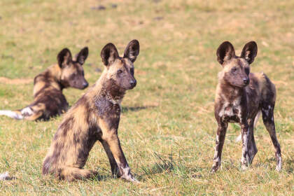 wild dogs | Liuwa Plain NP, Northwest, ZM - Nov 2012 © paulgodard.com wild dogs