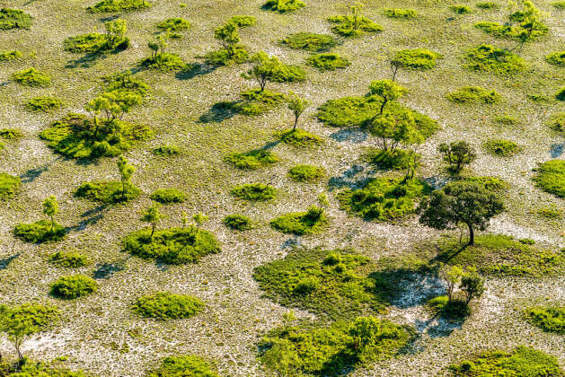 aerial landscape | sufrutex underground forest with isolated trees | aerial landscape | sufrutex underground forest with isolated trees | Liuwa Plain NP, Northwest, ZM - Nov 2012 © paulgodard.com aerial landscape | sufrutex underground forest with isolated trees