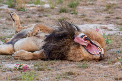lion male laying in grass | lion male laying in grass | Liuwa Plain NP, Northwest, ZM - Nov 2012 © paulgodard.com lion male laying in grass