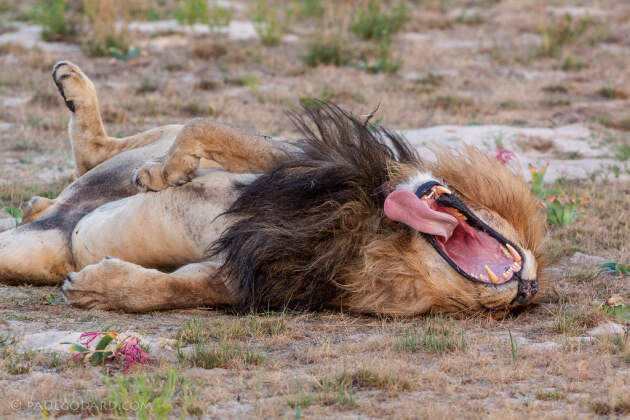 lion male laying in grass | lion male laying in grass | Liuwa Plain NP, Northwest, ZM - Nov 2012 © paulgodard.com lion male laying in grass