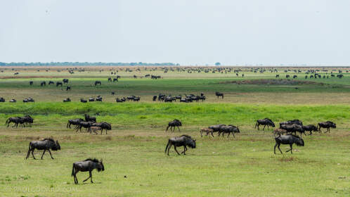 landscape | huge herd of wildebessts | landscape | huge herd of wildebessts | Liuwa Plain NP, Northwest, ZM - Nov 2012 © paulgodard.com landscape | huge herd of wildebessts