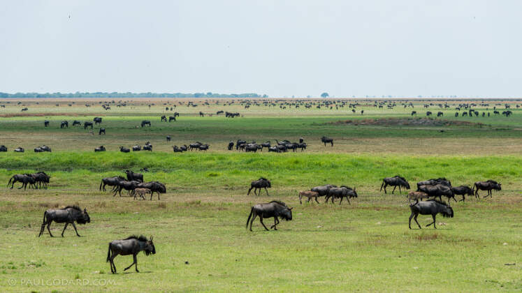 landscape | huge herd of wildebessts | landscape | huge herd of wildebessts | Liuwa Plain NP, Northwest, ZM - Nov 2012 © paulgodard.com landscape | huge herd of wildebessts
