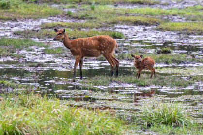 sitatunga female with baby in baie