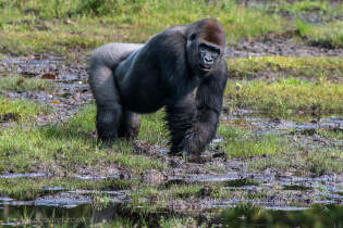 silver back lowland male gorilla in bay