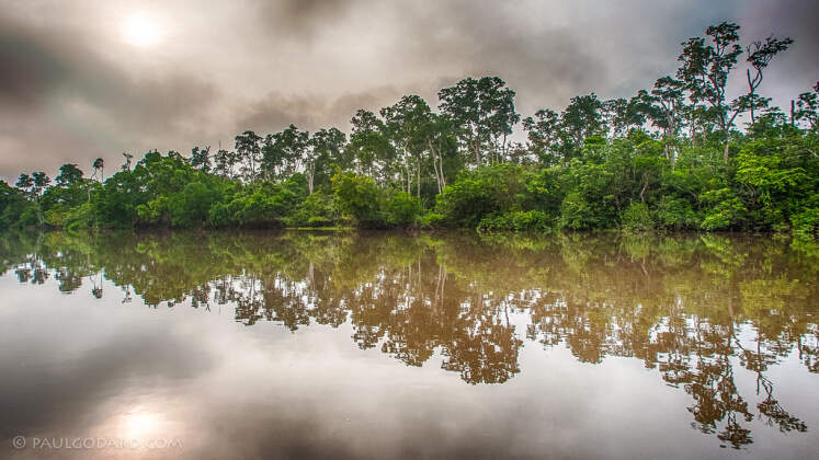 forest trees along river banks