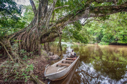 pinacier in boat in river | tree with lianes
