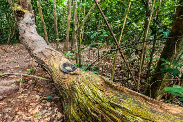 dead tree in forest