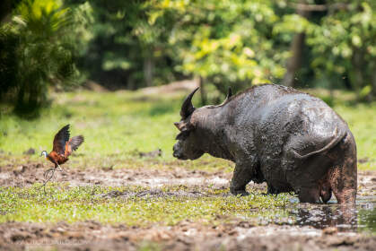 african forest buffalo & african jacana bird in baie