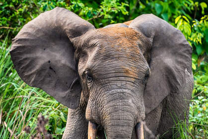 forest elephant grazing in savana