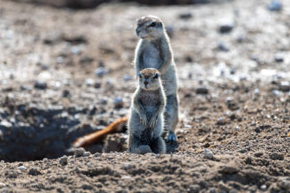ground skirels near hole