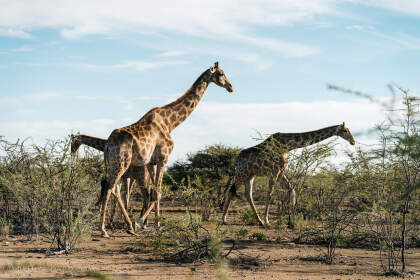 giraffe running in bush