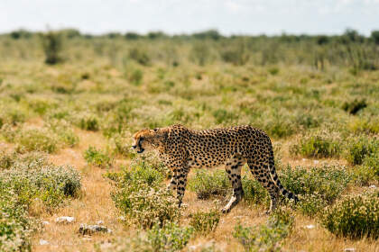 cheetah walking in plain