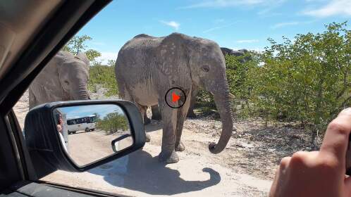close encounter with elephants on the road