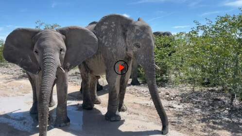 close encounter with elephants on the road