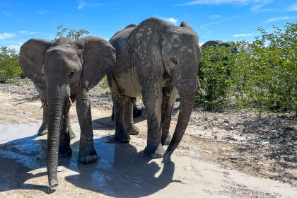 close encounter with elephants on the road