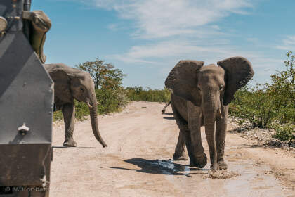 close encounter with elephants on the road