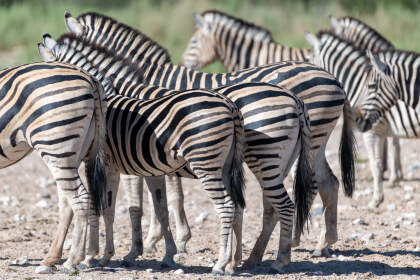 Zebras
