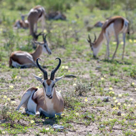 impalas in flower field