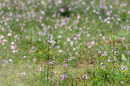 pink flower field