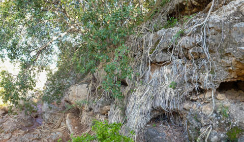 fcus tree roots