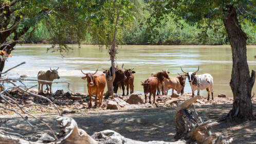 nguni cows next to river