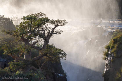 baobabs near waterfalls with mist at sunrise