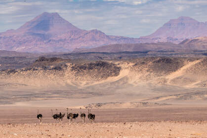 ostriches in arid valley