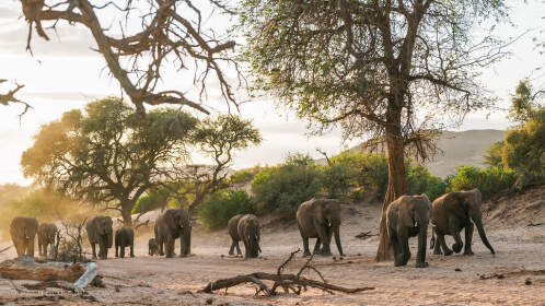 herd of elephants walking in riverbed under trees