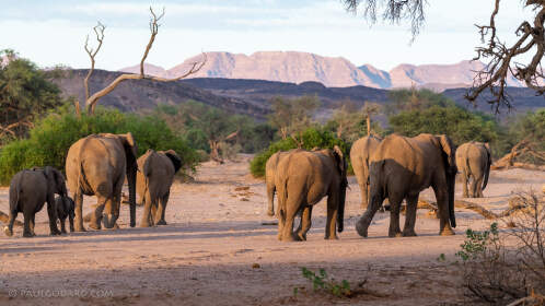 herd of elephants walking in riverbed under trees
