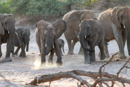 herd of elephants walking in riverbed under trees