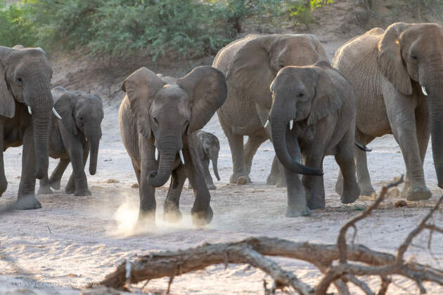 herd of elephants walking in riverbed under trees