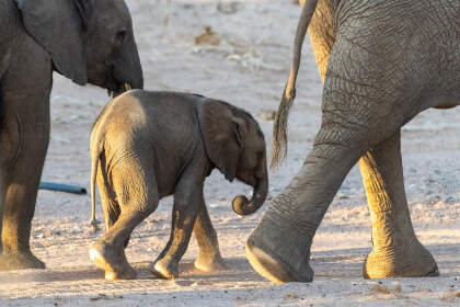 1-week old baby elephant walking with mom in riverbed