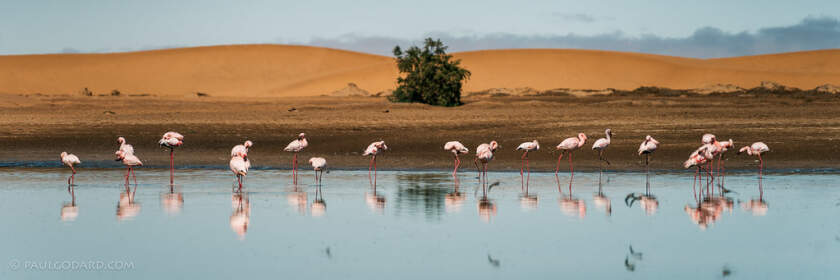 great & lesser flamingo birds in marsh