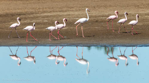 great & lesser flamingo birds in marsh