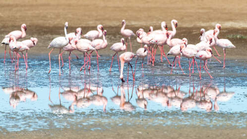great & lesser flamingo birds in marsh