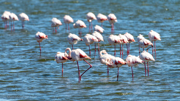 lesser flamingo birds in lagoon