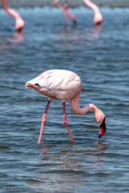 lesser flamingo birds in lagoon