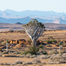 quiver trees in rocky plain