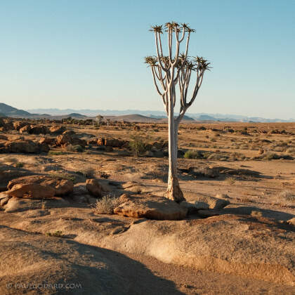 quiver trees in rocky plain
